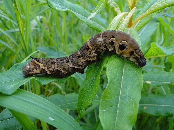 Bởi vậy đây là một trong số những loài cực kỳ ''tinh tường'', đặc biệt khi quan sát vào ban đêm.