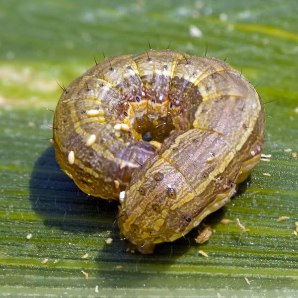 Giáo sư Daniel Janzen, một nhà sinh vật học đến từ Đại học Pennsylvania (Mỹ) cho biết, khả năng biến hình của loài sâu bướm này đơn giản nhằm xua đuổi kẻ thù ăn thịt trong khi còn ở giai đoạn ấu trùng, trước khi phát triển sang giai đoạn nhộng.