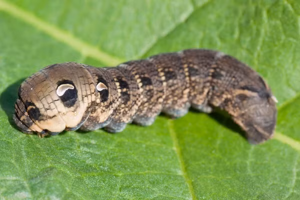 Khi bình thường trông chúng không khác là bao so với các loài sâu khác.