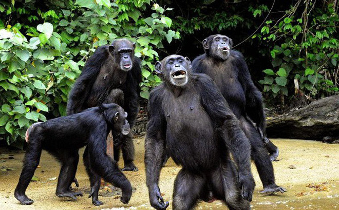 Động vật có phương thức cách ly xã hội đồng loại tàn nhẫn hơn nhiều so với ong mật là tinh tinh, khi con vật bị bệnh không chỉ bị cô lập và còn có thể bị tấn công. Điều này đã được nhà linh trưởng học Jane Goodall chứng minh khi nghiên cứu tinh tinh ở vườn quốc gia Gombe Stream, Tanzania.