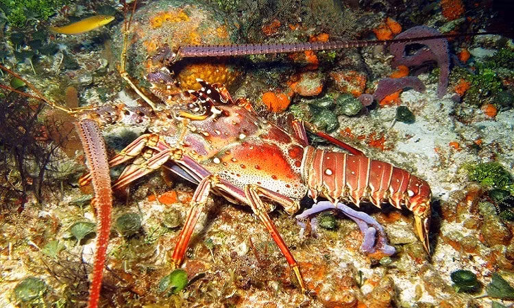 Tôm hùm gai Caribe cũng xua đuổi cá thể nhiễm bệnh trong quần thể để bảo vệ bản thân khỏi những bệnh truyền nhiễm đáng sợ. Thời gian để những con tôm hùm mang virus Panulirus argus lây sang đồng loại là khoảng 8 tuần sau khi nhiễm bệnh.