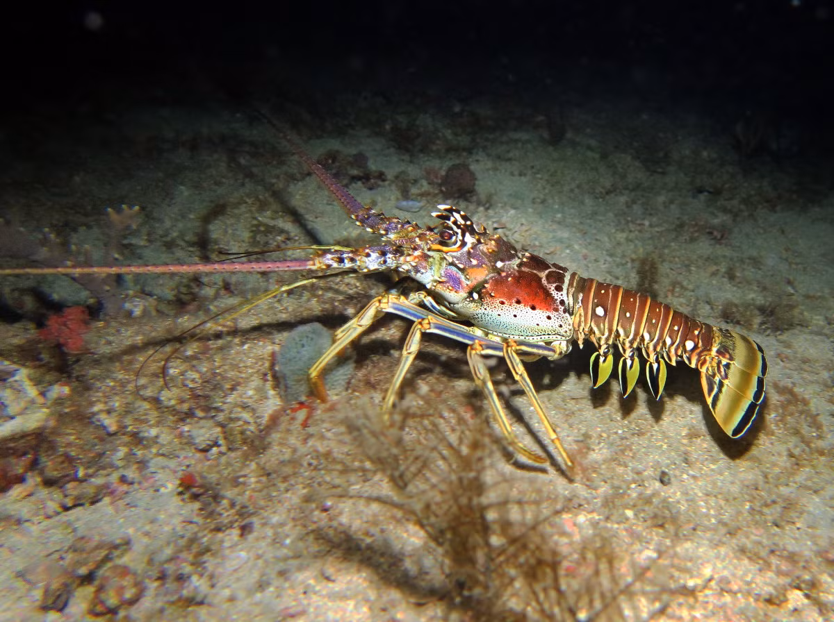 Tuy nhiên, tôm hùm khỏe mạnh thường tránh xa trong vòng 4 tuần sau khi đồng loại của chúng nhiễm virus nhờ khả năng đánh hơi hợp chất hóa học phát ra từ con bị ốm