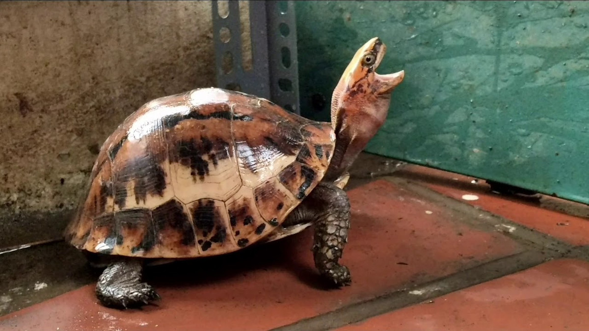 Nói cách khác, nhờ đặc điểm thú vị này mà rùa trán vàng có khả năng "đóng hộp" chính mình, trú ẩn khi bị đe dọa.