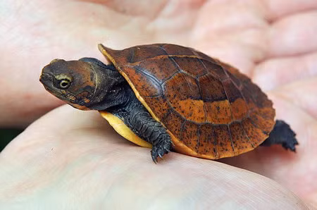 Giá của rùa hộp trán vàng rất cao, có thể lên đến hàng chục triệu và được nhiều người mê thú cưng trong và ngoài nước săn lùng.