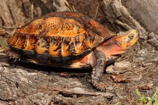 Mùa sinh sản của loài rùa này vào tháng 6 và chúng có tập tính bới đất để vùi trứng trước khi đẻ