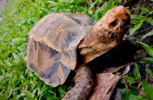 Sở hữu vẻ ngoài đẹp, độc đáo bởi vậy rùa hộp trán vàng bị săn lùng ráo riết, môi trường số bị phá hoại. Hiện nay, số lượng rùa trán vàng ở Việt Nam còn rất ít, đứng trước nguy cơ tuyệt chủng.