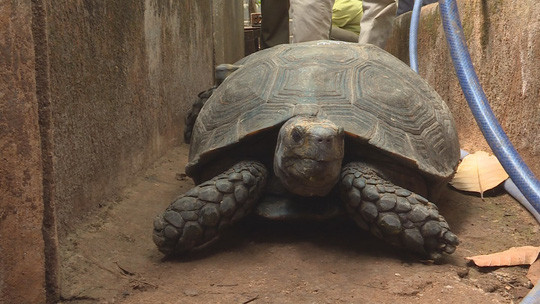 Theo đó, khi tiến hành kiểm tra nhà ông Triển phát hiện người này đã nuôi nhốt gần 130 con rùa, trong đó có 47 rùa hộp trán vàng thuộc loài nguy cấp, quý hiếm, được ưu tiên bảo vệ. Con lớn nhất có trọng lượng 32 kg, con nhỏ nhất gần 1 kg
