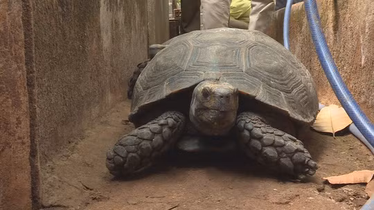 Theo đó, khi tiến hành kiểm tra nhà ông Triển phát hiện người này đã nuôi nhốt gần 130 con rùa, trong đó có 47 rùa hộp trán vàng thuộc loài nguy cấp, quý hiếm, được ưu tiên bảo vệ. Con lớn nhất có trọng lượng 32 kg, con nhỏ nhất gần 1 kg