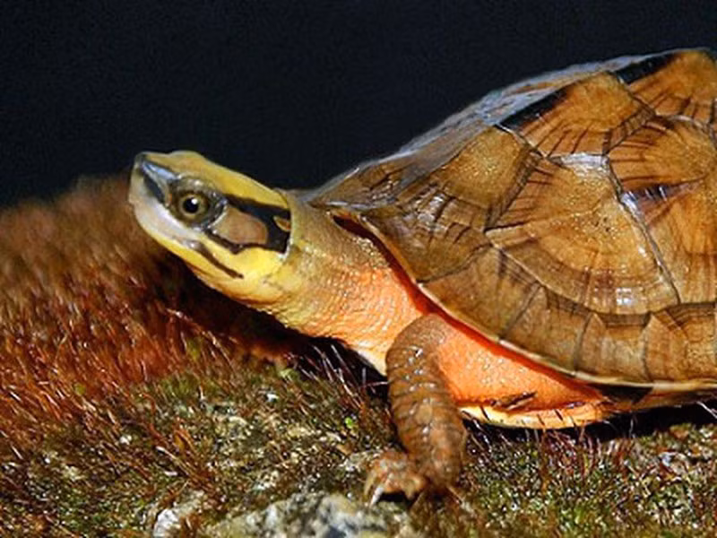 Điểm dễ dàng để nhận biết loài rùa quý này là chiếc yếm và mai đặc biệt. Mai của chúng khá cao, gồ lên so với ven rìa mai, thường có màu nâu hoặc đen sẫm, xen kẽ giữa lưng là dải sọc màu vàng nhạt.