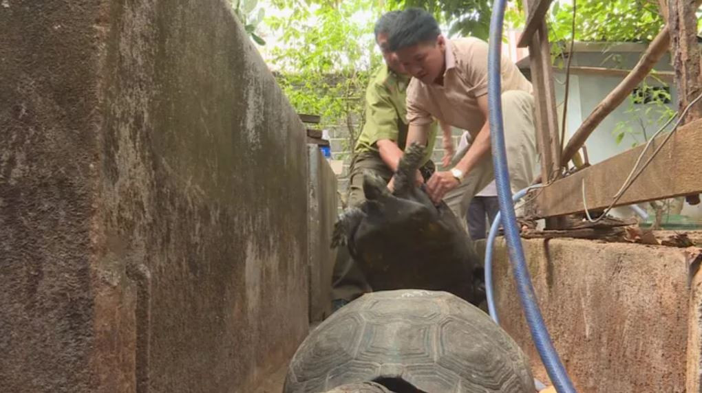 Hiện Công an TP Buôn Ma Thuột đã bàn giao 101 cá thể rùa cho Trung tâm cứu hộ, bảo tồn và phát triển sinh vật Vườn quốc gia Cúc Phương chăm sóc nuôi dưỡng. 14 con còn lại là động vật hoang dã nhưng không có tên trong danh mục, nghị định của Chính phủ.