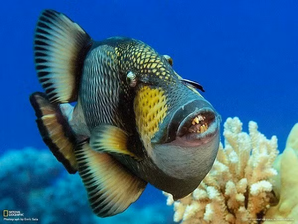 Chúng sử dụng hàm răng dẻo dai và bộ hàm mạnh mẽ để "cà khịa" nhím biển, cua và những sinh vật biển khác.