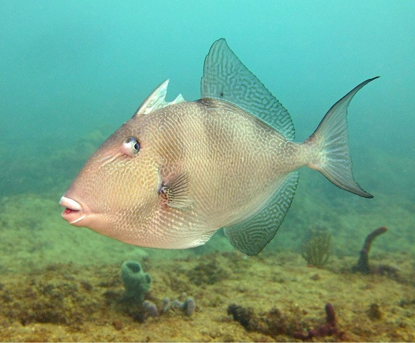 Theo tờ Rakyat Post, đây là loài cá bò nước mặn hay nóc gai có tên khoa học là triggerfish, phổ biến ở khắp Malaysia.