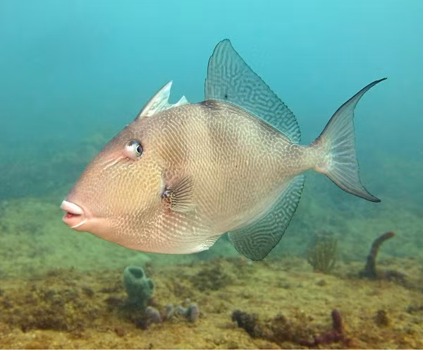 Theo tờ Rakyat Post, đây là loài cá bò nước mặn hay nóc gai có tên khoa học là triggerfish, phổ biến ở khắp Malaysia.