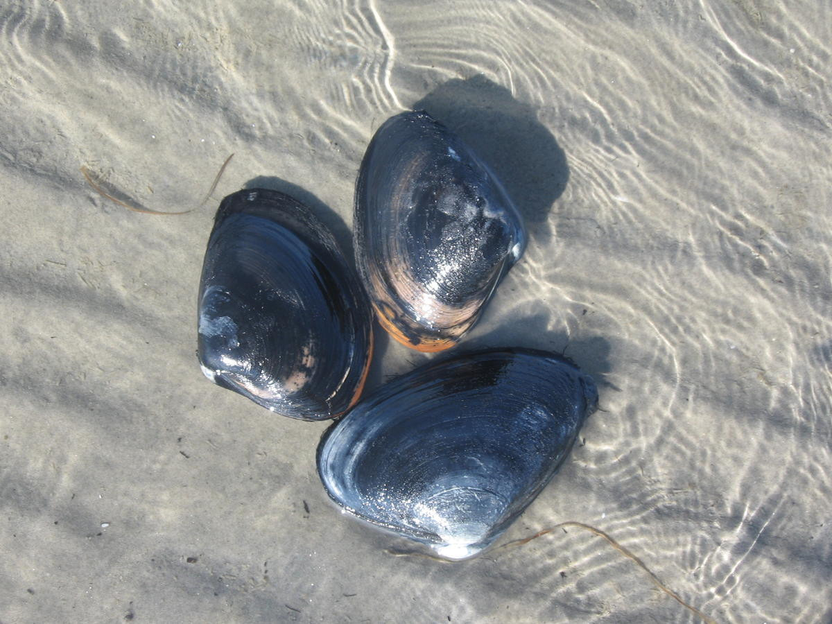 Khi nước sạch và đẹp, trai mở vỏ ra để kiếm ăn - chúng lọc nước và ăn bất kỳ chất hữu cơ nào chúng tìm thấy. Khi chất lượng nước giảm xuống, chúng đóng vỏ, hút khí vào (miệng của chúng) và làm chậm quá trình trao đổi chất.