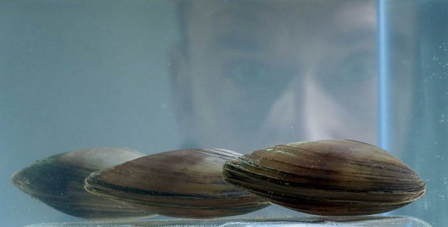 Chúng sẽ đóng vai trò như những ''giám sát viên'' trai biển, làm việc cùng với một mạng lưới máy tính đã được trao quyền kiểm soát nguồn cung cấp nước của thành phố. Nếu nước sạch, những con trai này vẫn sẽ tiếp tục chăm chỉ làm việc.