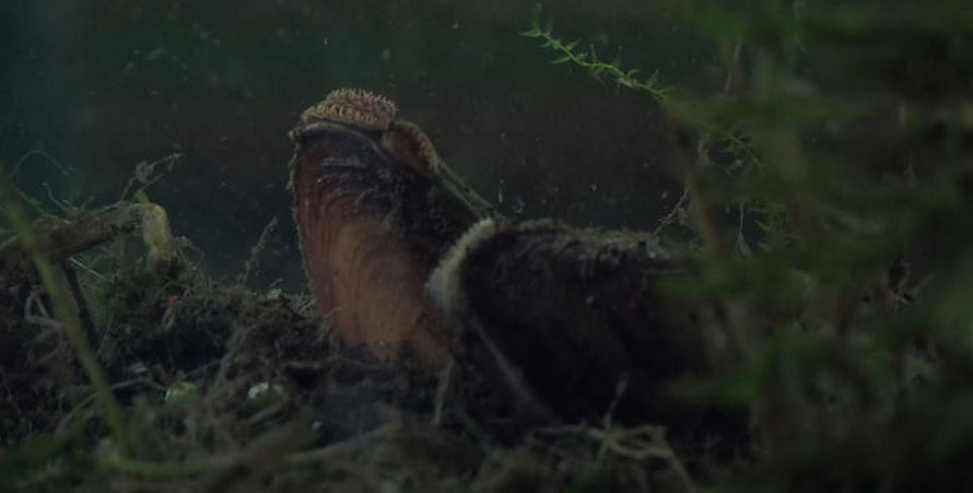 Khi chất lượng nước xuống quá thấp, chúng sẽ đóng vỏ lại báo hiệu cho hệ thống về độ kém an toàn của nguồn nước. Điều này đồng nghĩa với việc nguồn nước sạch cung cấp cho hàng triệu người trong thành phố cũng phải ngừng lại ngay lập tức.