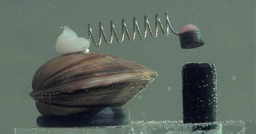 Trai biển là loài cần nước sạch, đủ oxy và ít tạp chất vật lý hoặc hóa học để phát triển. Điều này cho thấy mức độ nhạy cảm của chúng với những thay đổi về chất lượng nước, đưa đến ý tưởng dùng trai để kiểm soát nguồn nước sạch của các nhà khoa học Ba Lan.