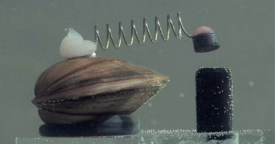 Trai biển là loài cần nước sạch, đủ oxy và ít tạp chất vật lý hoặc hóa học để phát triển. Điều này cho thấy mức độ nhạy cảm của chúng với những thay đổi về chất lượng nước, đưa đến ý tưởng dùng trai để kiểm soát nguồn nước sạch của các nhà khoa học Ba Lan.