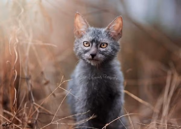 Sở hữu khả năng săn mồi nhanh nhạy giống như loài sói, mèo Lykoi luôn theo sát và chớp lấy bất cứ thứ gì mà chúng cho là con mồi của mình.