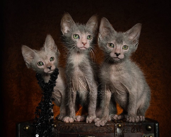 Thoạt nhìn, những con mèo Lykoi vừa giống loài mèo không lông sphynx, vừa giống đôi mắt to tròn của mèo Mỹ lông ngắn nhưng lại có khuôn mặt hao hao nhân vật người sói Wolverine.