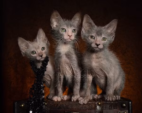 Thoạt nhìn, những con mèo Lykoi vừa giống loài mèo không lông sphynx, vừa giống đôi mắt to tròn của mèo Mỹ lông ngắn nhưng lại có khuôn mặt hao hao nhân vật người sói Wolverine.