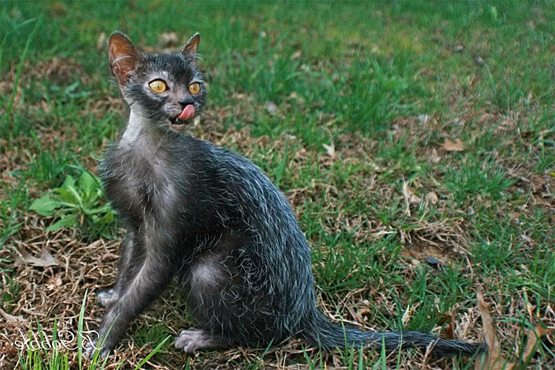 Những chú mèo được lai giống đều phải đảm bảo có sức khỏe ổn định trước đó nên người nuôi không gặp quá nhiều khó khăn trong quá trình nuôi và chăm sóc mèo.