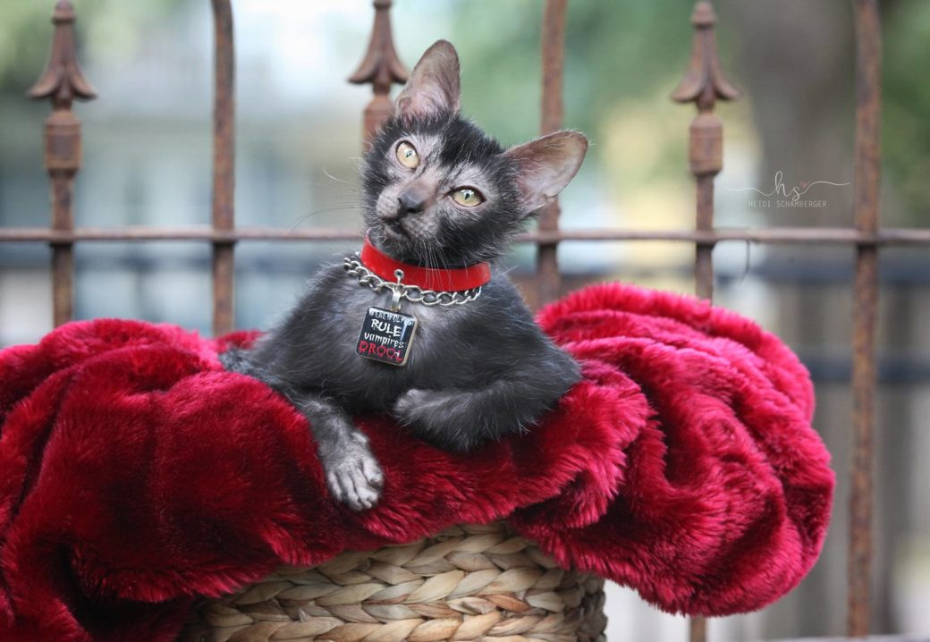 Vì là mèo lai cực quý hiếm, hiện số cá thể tồn tại trên thế giới không nhiều nên mèo sói có giá rất đắt đỏ.