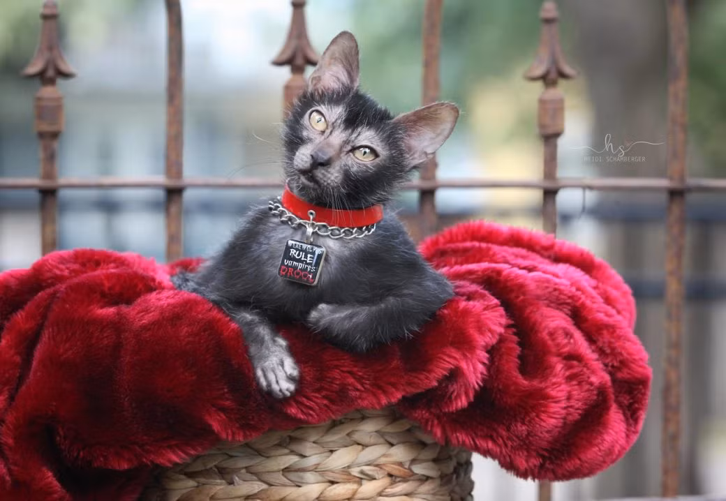 Vì là mèo lai cực quý hiếm, hiện số cá thể tồn tại trên thế giới không nhiều nên mèo sói có giá rất đắt đỏ.