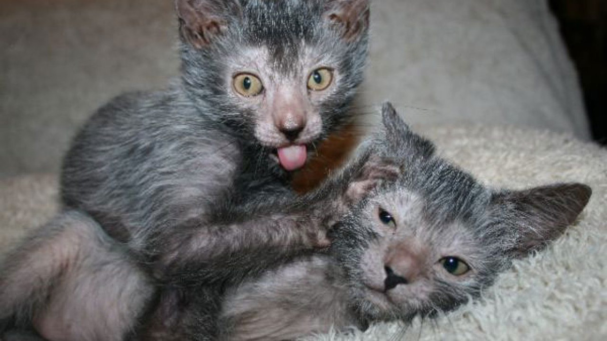 Nhà lai giống Johnny Gobble cho biết, toàn bộ quá trình lai tạo mèo Lykoi đều là tự nhiên và không có sự can thiệp của con người.