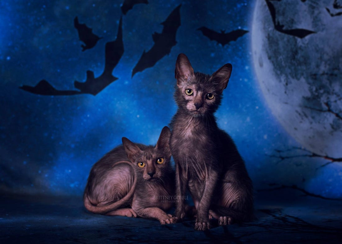 Sự đột biến gen khiến những con mèo Lykoi không phát triển lông như các loài mèo bình thường mà bị ức chế, khiến khu vực quanh mắt, mũi, miệng và tai chúng đều không có lông.