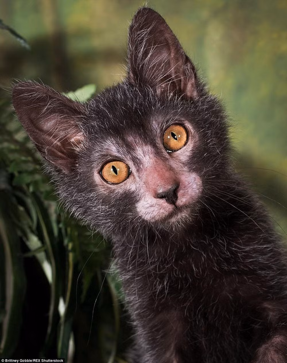 Phần lông còn lại trên cơ thể mèo Lykoi cũng phát triển giống như loài sói.