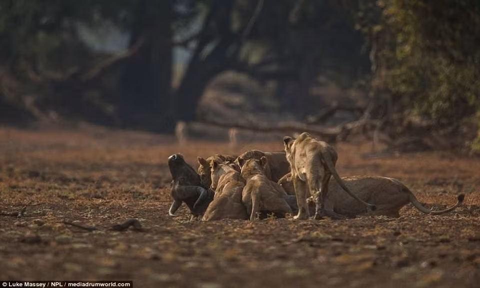 Đàn sư tử từ đâu lao tới giúp thế trận đảo chiều, từ kẻ chiếm ưu thế giờ trâu rừng bị áp đảo hoàn toàn và nhanh chóng bỏ mạng trước những kẻ đi săn hung dữ.