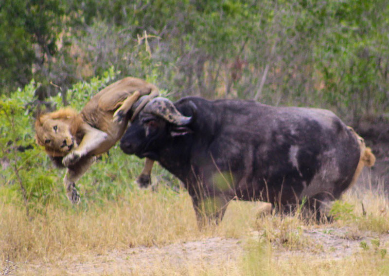 Đã không ít lần sư tử bị thương nặng hoặc thậm chí bỏ mạng vì những đòn tấn công cực mạnh mẽ của trâu rừng.