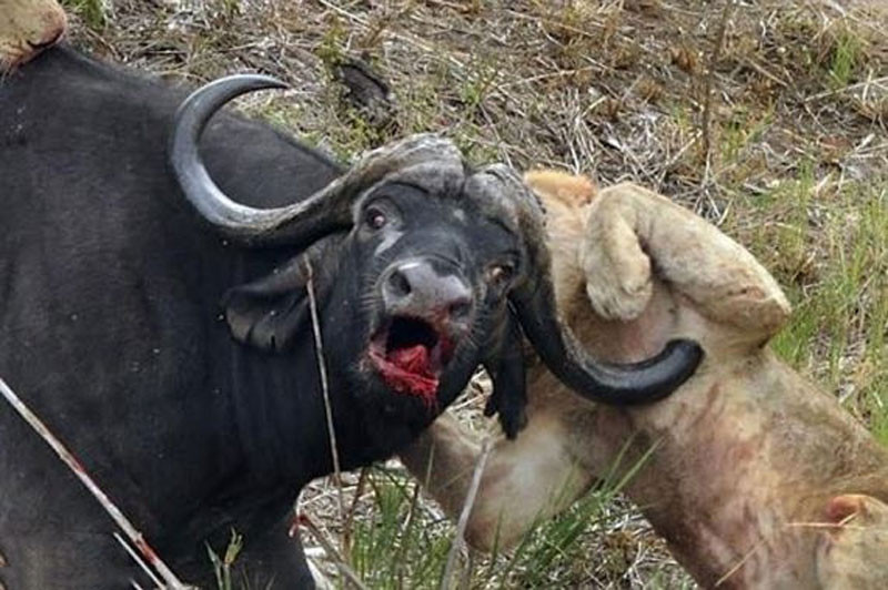 Cảnh sư tử bị trâu rừng đâm đến "thập tử nhất sinh" khiến nhiều người không khỏi rùng mình.