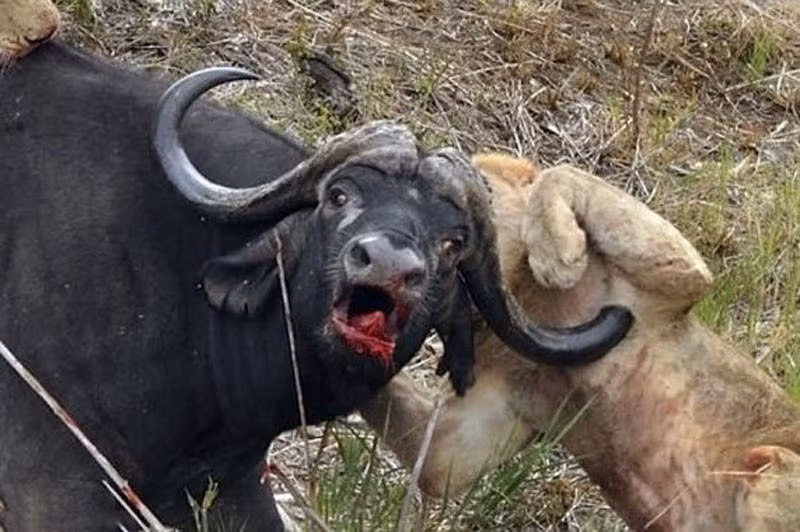 Cảnh sư tử bị trâu rừng đâm đến "thập tử nhất sinh" khiến nhiều người không khỏi rùng mình.