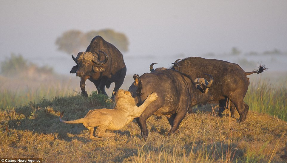 Massey tiết lộ về những bức ảnh: "Cảnh sư tử săn trâu rừng xuất hiện rất nhiều trên TV nhưng thực sự cảnh tượng này hiếm khi có thể thấy tận mắt trên đồng cỏ. Tôi đã dành hơn 4 tháng làm việc trong nhiều sự án khác nhau ở vùng đồng cỏ châu Phi nhưng đây là lần duy nhất tôi có cơ hội chứng kiến cuộc chiến giữa hai loài".