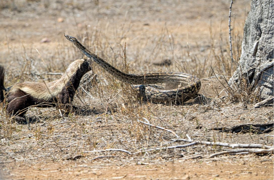 Sau một lúc "lao động cật lực", lửng mật nhỏ bé đã kéo ra được một con trăn châu Phi khổng lồ khiến người chứng kiến vô cùng bất ngờ.