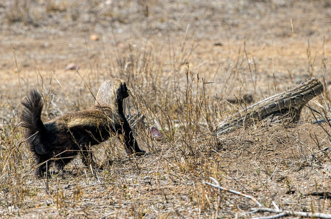 Con trăn dường như đã kiệt sức, tìm cách trốn thoát khỏi lửng mật bằng cách len lỏi vào lùm cây.