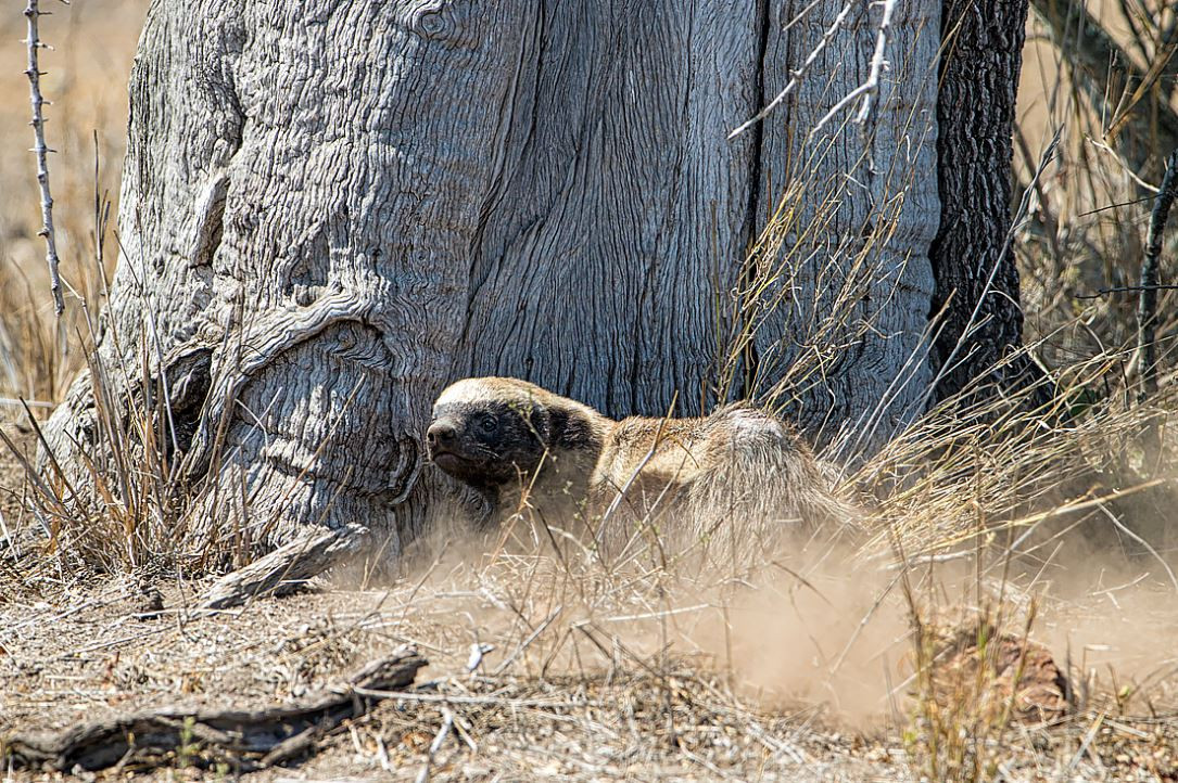 McConnell kể lại, ông nghe tiếng động và phát hiện một con lửng mật đang đào bới xung quanh gốc cây.
