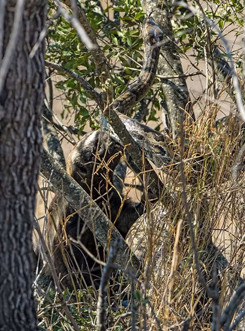 Tuy nhiên có vẻ mọi thứ không như nó dự tính. Dù có kích thước nhỏ bé hơn nhiều so với đối thủ nhưng lửng mật đã hoàn toàn thắng thế trong cuộc chiến này.