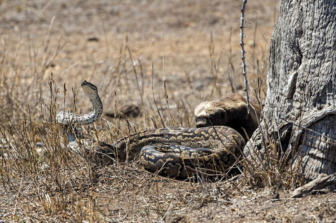 Lửng mật tuy có kích thước khiêm tốn nhưng nổi tiếng là loài động vật hung hãn, nhanh nhẹn và bất cần.
