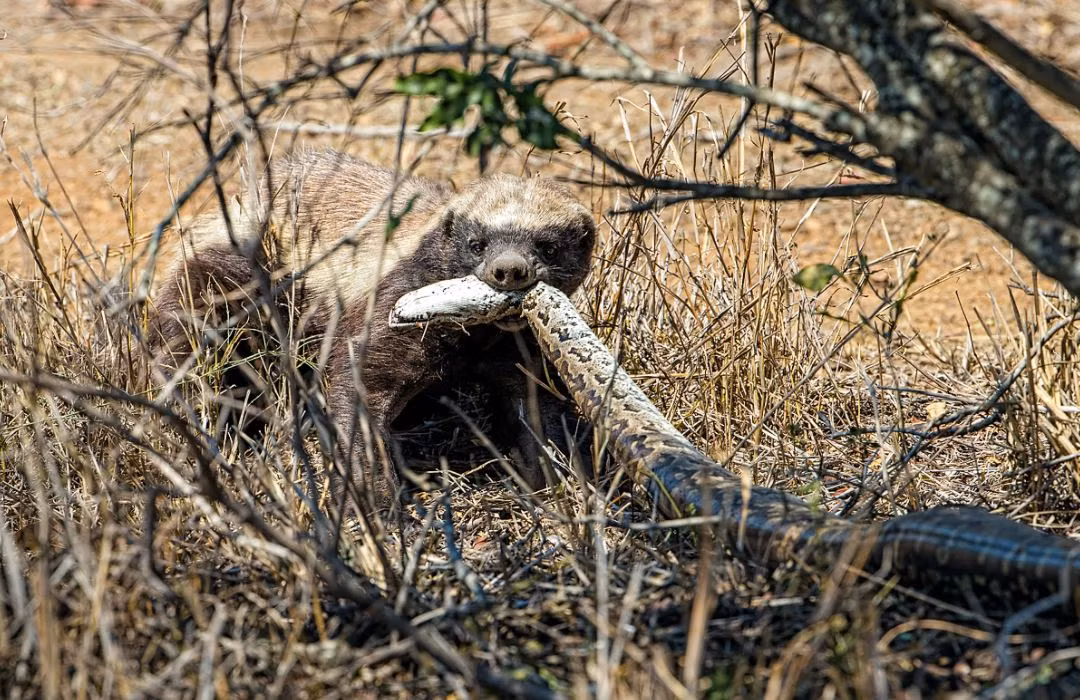 Chỉ trong tích tắc, lửng mật đoạt mạng trăn đá châu Phi ngoạn mục trước sự chứng kiến của nhiếp ảnh gia. Nó vui vẻ thưởng thức chiến lợi phẩm vừa "xử" được cho bữa trưa.