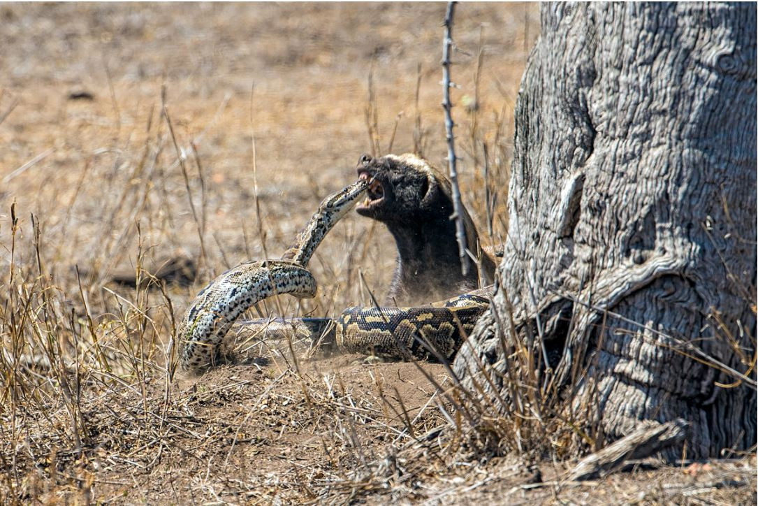 Chúng sẵn sàng liều mạng khiêu chiến với trăn, rắn khủng, thậm chí là những loài bò sát khổng lồ như cá sấu đầm lầy.