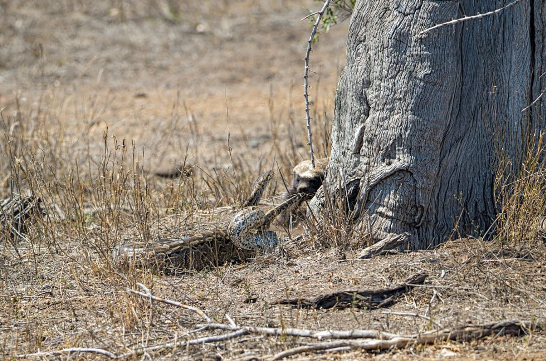 Dừng lại kiểm tra, nhà sinh vật học nhận thấy dường như con vật này đang cố gắng để đoạt được thứ gì đó dưới lớp đất khô cằn kia.