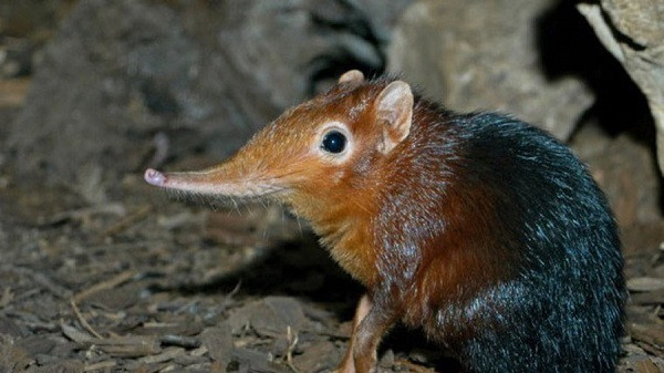 Con chuột có cái mũi dài kỳ dị như Pinnochio này có tên chuột chù voi, loài vật có nguồn gốc từ châu Phi. Đặc điểm của chuột chù mũi dài là cực kỳ nhút nhát, khó phát hiện vì luôn biết ngụy trang và chạy cực nhanh.