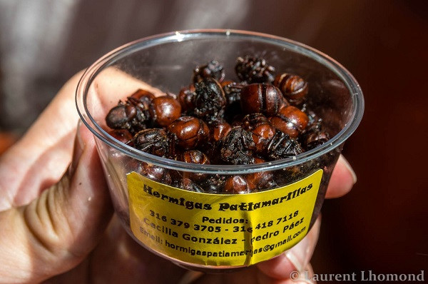 Trông thì kỳ quặc là thế nhưng kiến mông to lại là đặc sản của Colombia và có hương vị cực ngon. Chúng được chế biến thành những món như nướng hoặc làm topping pizza, phần được các thực khách yêu thích nhất là mông kiến.