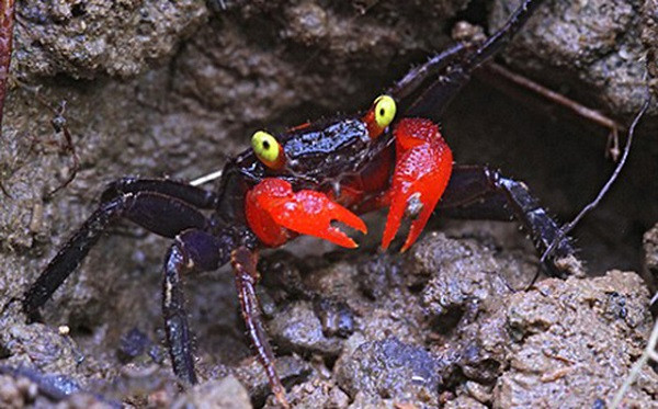 Có nguồn gốc từ Đông Nam Á, cua ma cà rồng là một trong số những loài dị thú mà chỉ nhìn một lần sẽ nhớ cả đời. Sở dĩ có cái tên như vậy vì chúng sở hữu đôi mắt vàng rực, thường sống và săn mồi về đêm.