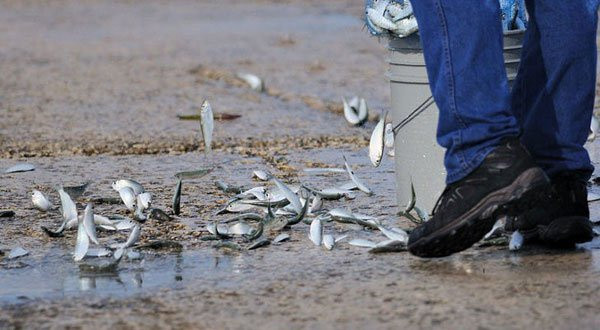 Hiện tượng mưa cá ở Yoro khiến các nhà khoa học đến nay vẫn chưa tìm được lời giải dù nhiều người tin rằng nó đã từng xuất hiện từ hơn một thế kỷ trước. Những cơn mưa mang theo hàng nghìn con cá nhỏ thường kéo dài trong 2-3 giờ diễn ra hàng năm vào khoảng tháng 5 đến tháng 7 tại Yoro, Honduras.