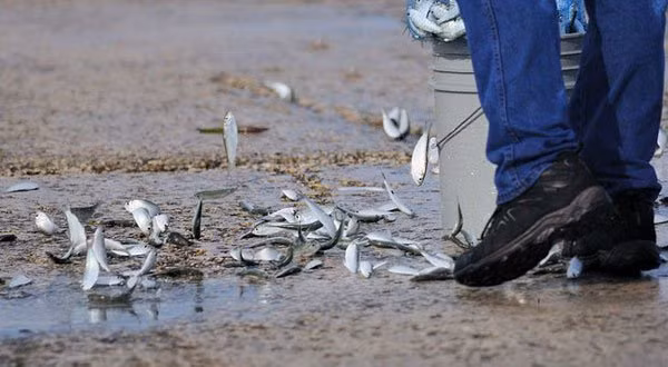 Hiện tượng mưa cá ở Yoro khiến các nhà khoa học đến nay vẫn chưa tìm được lời giải dù nhiều người tin rằng nó đã từng xuất hiện từ hơn một thế kỷ trước. Những cơn mưa mang theo hàng nghìn con cá nhỏ thường kéo dài trong 2-3 giờ diễn ra hàng năm vào khoảng tháng 5 đến tháng 7 tại Yoro, Honduras.