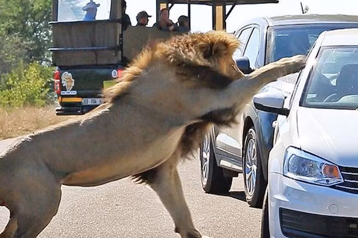 Bỗng nhiên con sư tử quay người về phía xe ô tô của Mark, nó vươn đôi chân lớn với móng vuốt sắc nhọn cào cửa kính xe dọa tấn công.